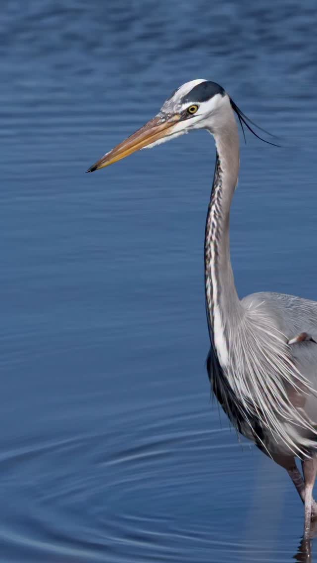 Instagram post by @samrinophotography for Canon USA. Caption reads: Great blue heron snags and devours a little snack....