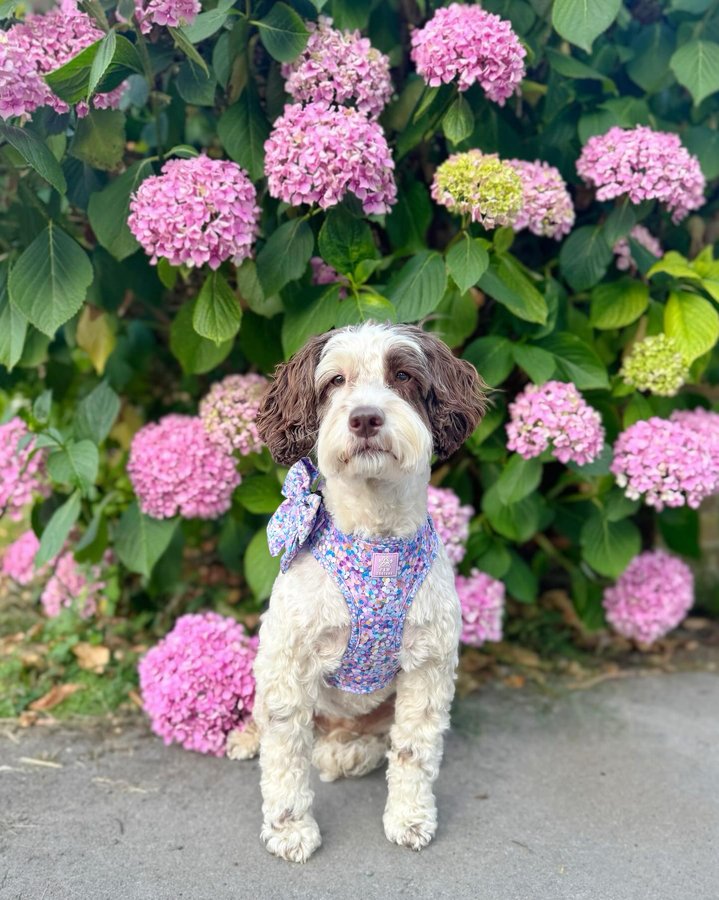 Instagram post by @poppy_n_basil for Paw Couture. Caption reads: [...] saw this confetti design from....