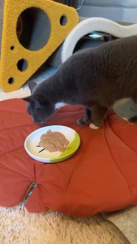 Instagram post by @purrfectinfluencer for I and love and you. Caption reads: [...] is simple: even picky cats enjoy....