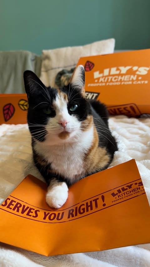 Instagram post by @a.cat.named.callie for Lily's Kitchen. Caption reads: [...] proper meat, offal and fish 🐟....