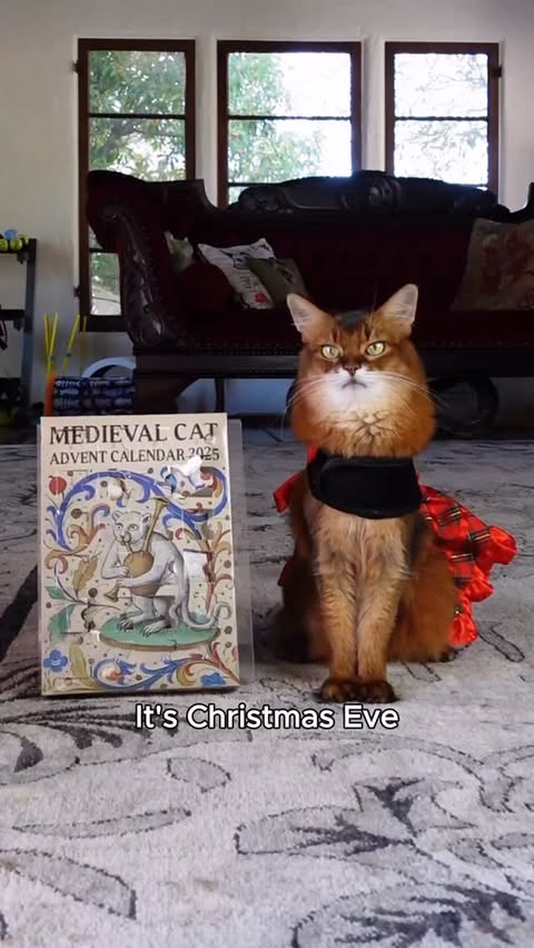 Instagram post by @summerstravels for Cameo. Caption reads: [...] for kitty fun anytime! I’m also on @Cameo....