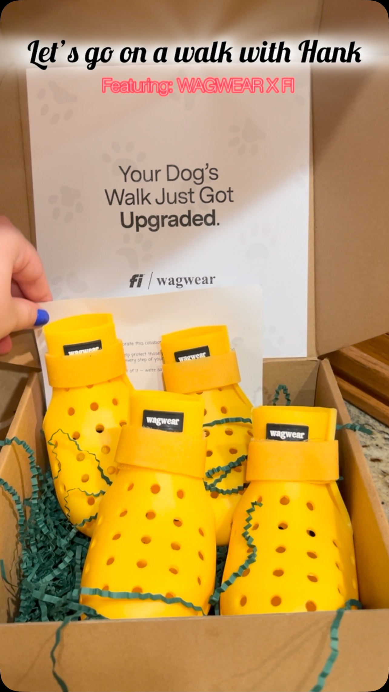 Instagram post by @hennythegolden for wagwear. Caption reads: Hank loves his new @wagwear wagwellies in the new....