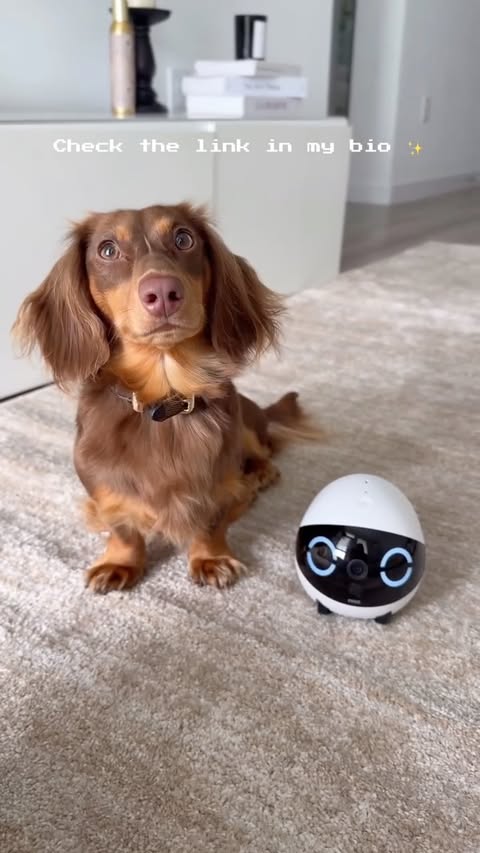 Instagram post by @_olitheweenie for Enabot. Caption reads: [...] 🛒✨ Link in bio to shop! #ad #amazon #enabot....