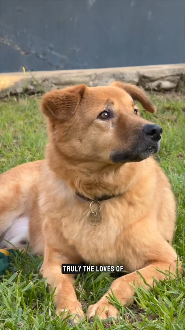 Instagram post by @the.larters for YuMOVE. Caption reads: What do we feed our dogs? 🐶 

Get 30% off any....