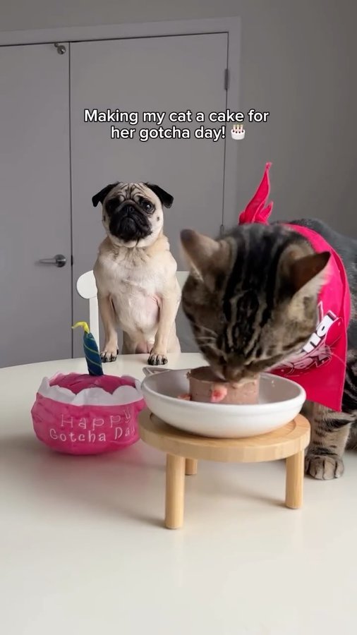 Instagram post by an influencer for Open Farm Pet. Caption reads: [...] 🔖 “PUGGPICKLES” saves 15% @openfarmpet #cat....