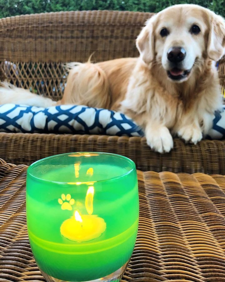 Instagram post by @porter_the_golden for glassybaby. Caption reads: [...] the mood on a hot summer night 🔥....