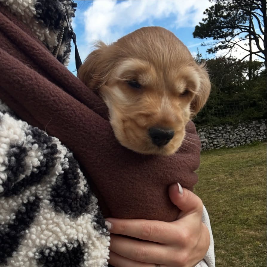 Instagram post by @being_beanie_bean for Hugo and Ted. Caption reads: [...] my forever home! My pawrents used my....