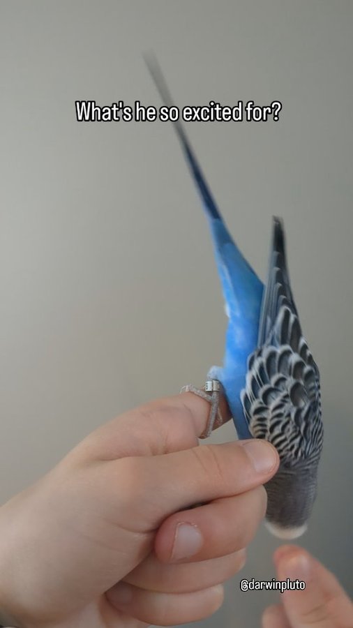 Instagram post by @darwinpluto for Lafeber Pet Birds. Caption reads: Strawberry Nutri-Berries are here for the summer....