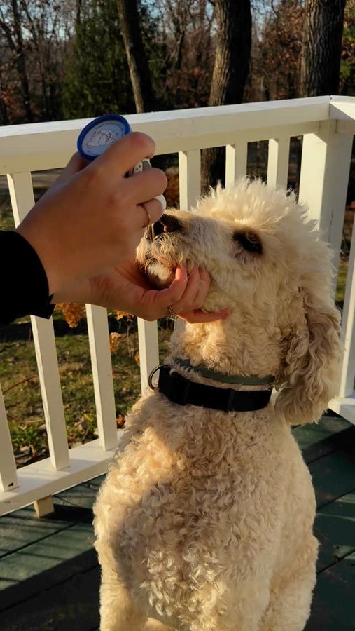 Instagram post by @ajax_and_odie_the_poodle_bros for Squishface. Caption reads: [...] my poodle’s nose soft and healthy with....