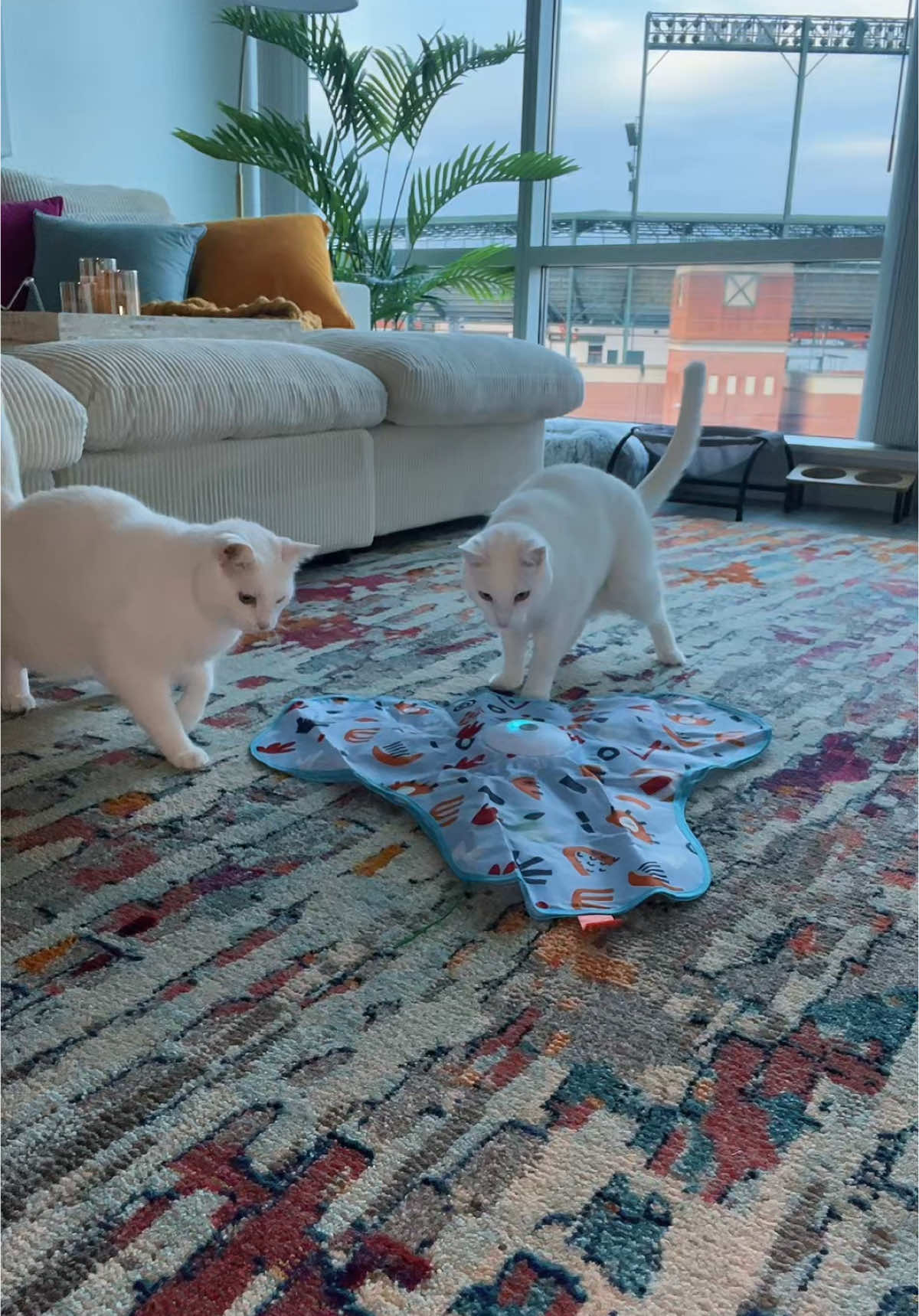 TikTok post by @iamshaylatennielle for Potaroma. Caption reads: [...] great interactive cat toy! #tiktokshop....