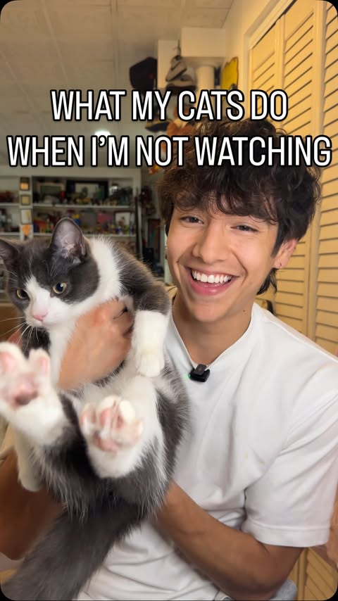 Instagram post by @theloochfam for PETLIBRO. Caption reads: [...] else like this with their cats?? The....
