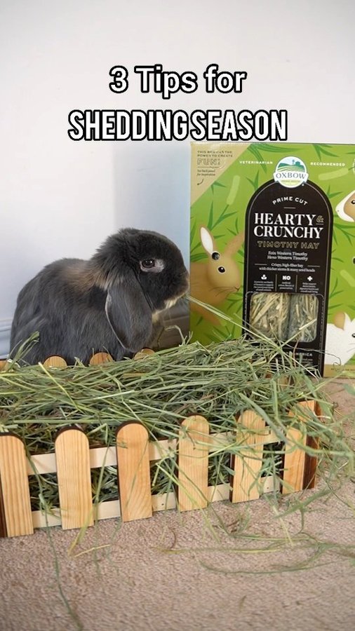 Instagram post by @bluberrythebun for Oxbow Animal Health. Caption reads: Shedding season is here, and these are my tips to....