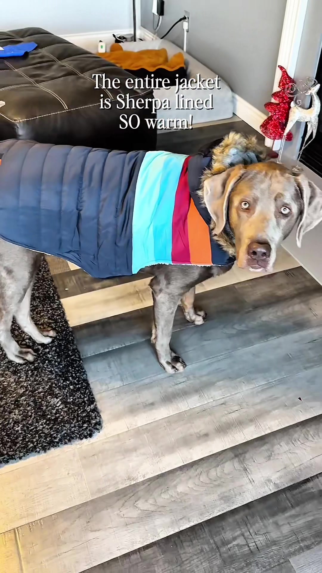 TikTok post by @ghost_labrador for ShopHDE. Caption reads: [...] puffer jacket for dogs of all sizes by....