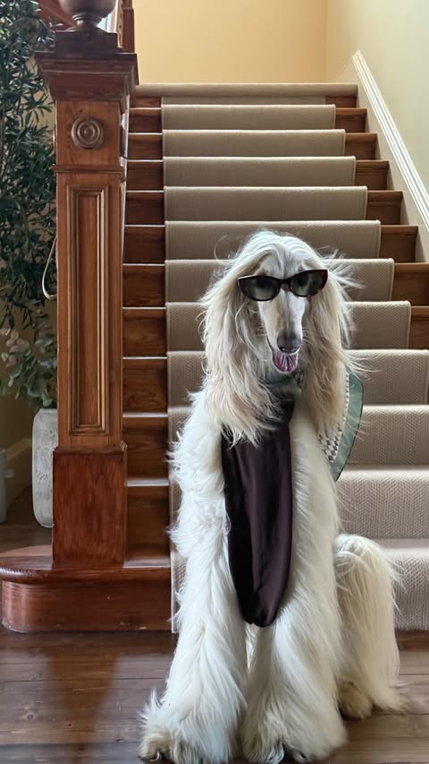 Instagram post by @afghanhoundinthecity for Uber. Caption reads: POV: You’re an Afghan Hound turning the @Uber Pet....