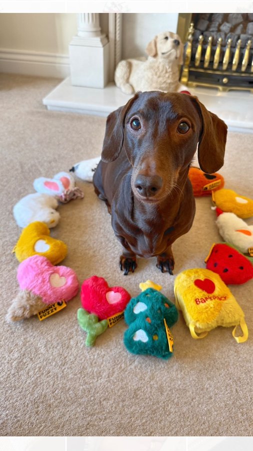 Instagram post by @frankie_dachshund03 for FunnyFuzzy. Caption reads: [...] the Limited Edition Toy Box’s from....
