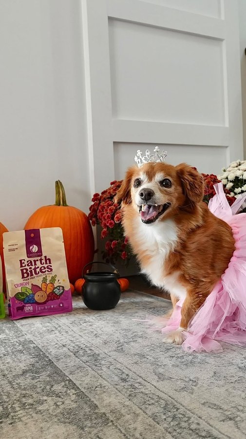 Instagram post by @charlieandcrewmama for Earthborn Holistic Pet Food. Caption reads: #ad From her tiara to her tippy-toes, this....