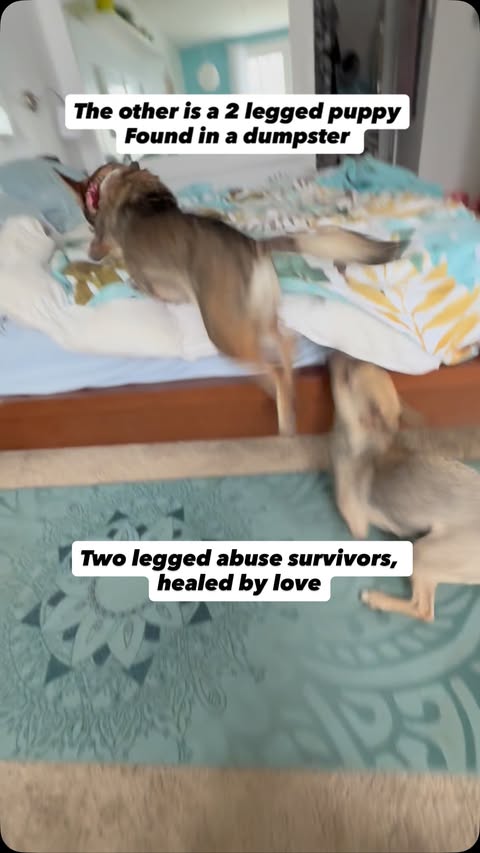 Instagram post by @amira.amiracle for The Dodo. Caption reads: This was just yesterday!!! Everyday is “the most....