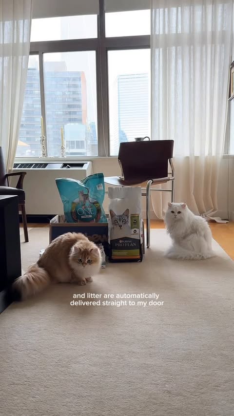 Instagram post by @cleothecitykitty for Chewy. Caption reads: [...] and ordering my cat’s food and litter on....