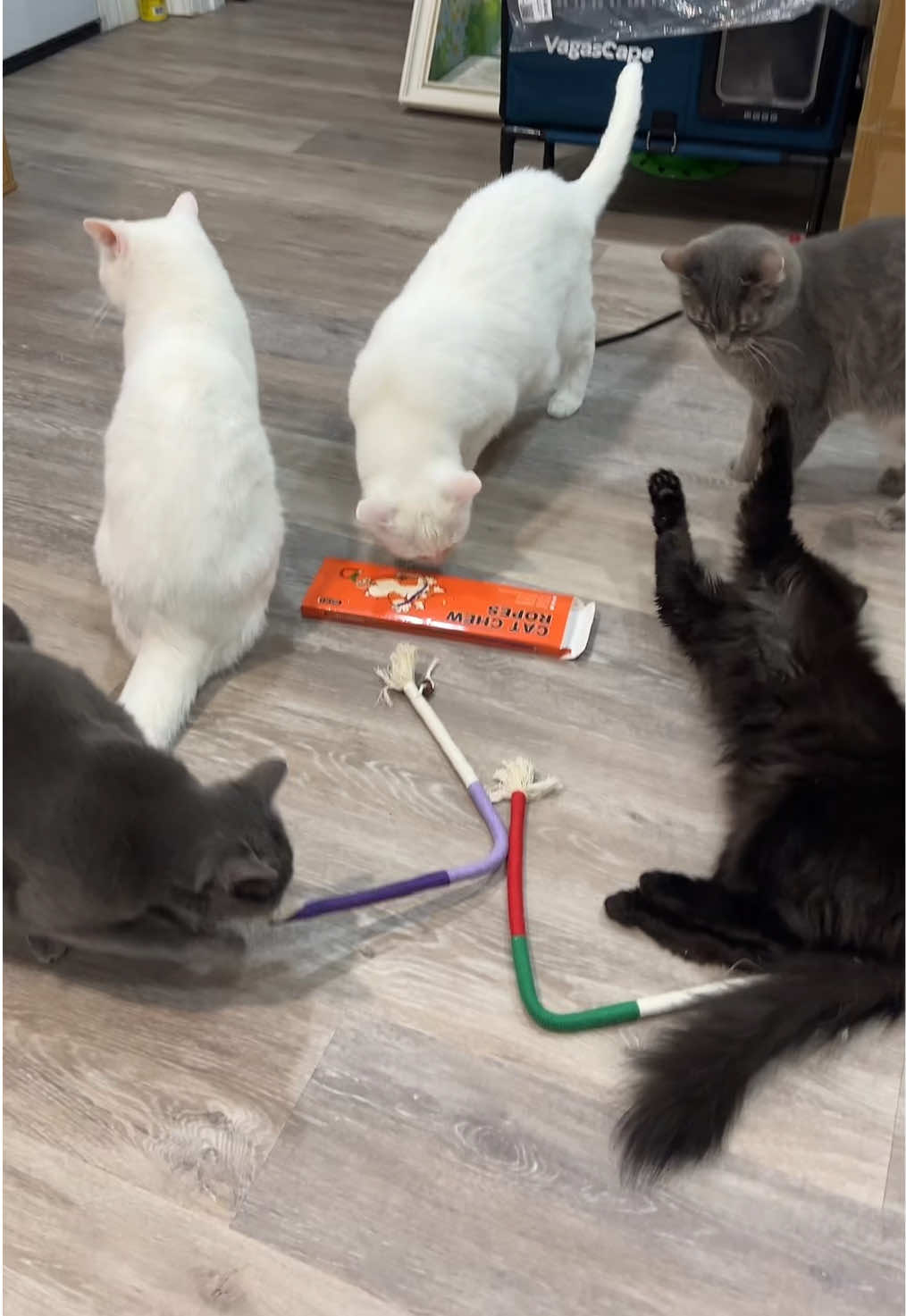 TikTok post by @emookitkats for Potaroma. Caption reads: [...] They were a quick hit with everyone!....