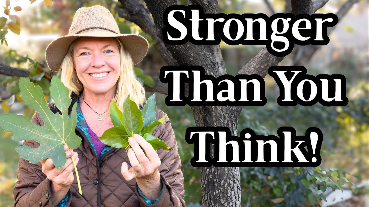 YouTube post by @Alisorganics for Birch. Caption reads: Medicinal Tree Leaves You Didn’t Know You Could....