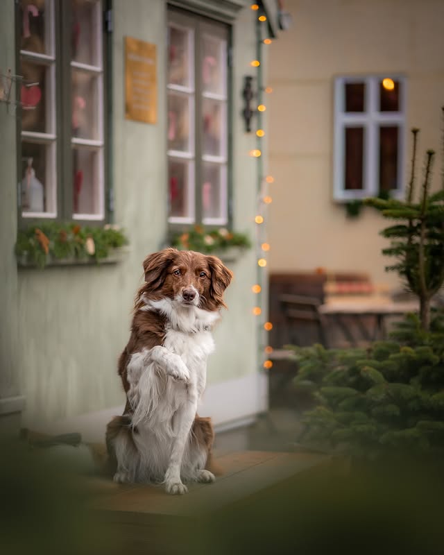 Instagram post by @keeladventures for Pomppa Dogwear. Caption reads: [...] year? 

Advertisement | Keela in....