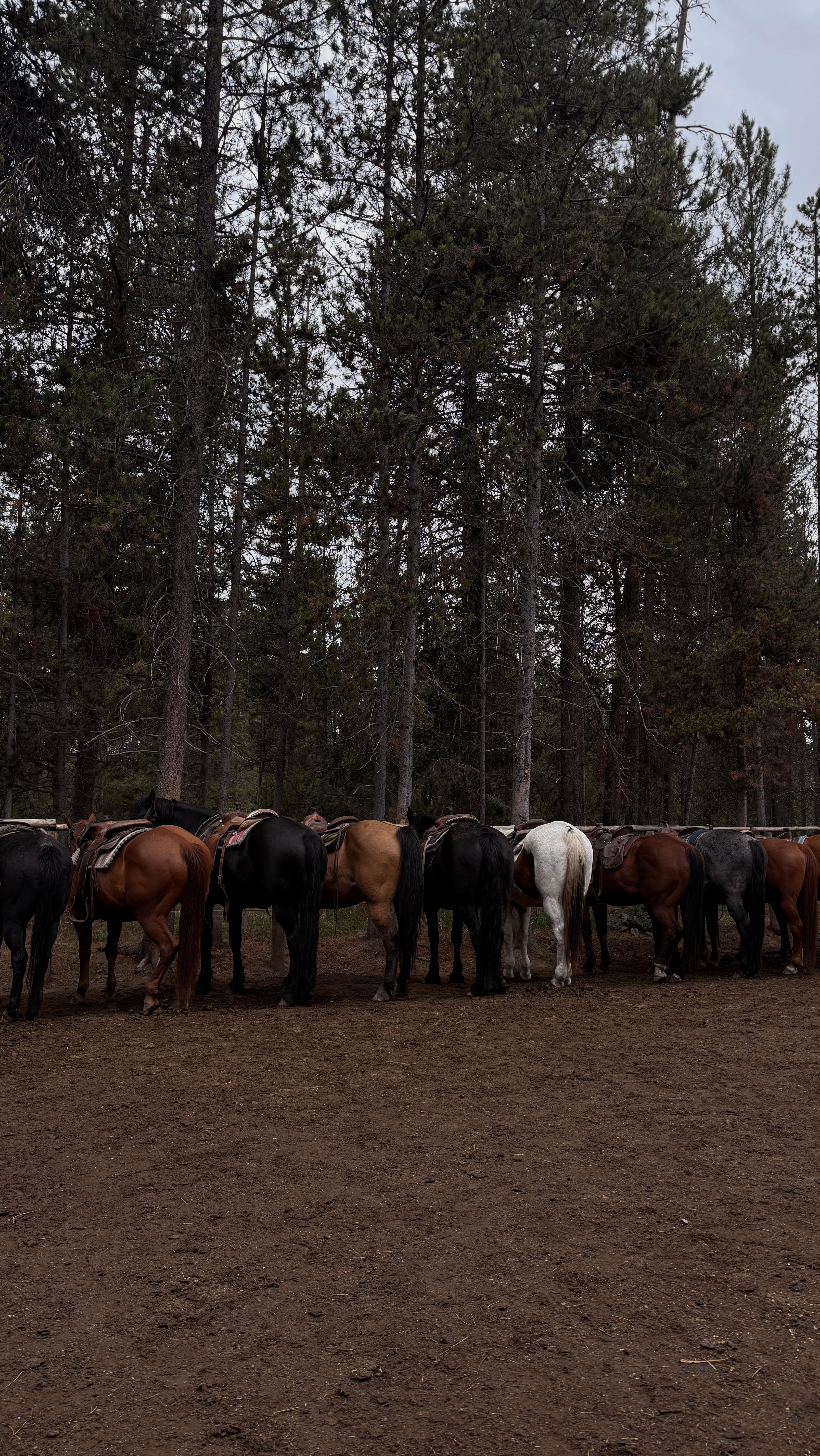 Instagram post by @tillyjoannn for DSW. Caption reads: The NEW @reebok Classic AZ sneaker is perfect!....