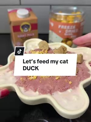 TikTok post by @seoowoo for Brutus Broth. Caption reads: Let’s feed my cat DUCK 🦆 @Viva Raw @Brutus Broth....