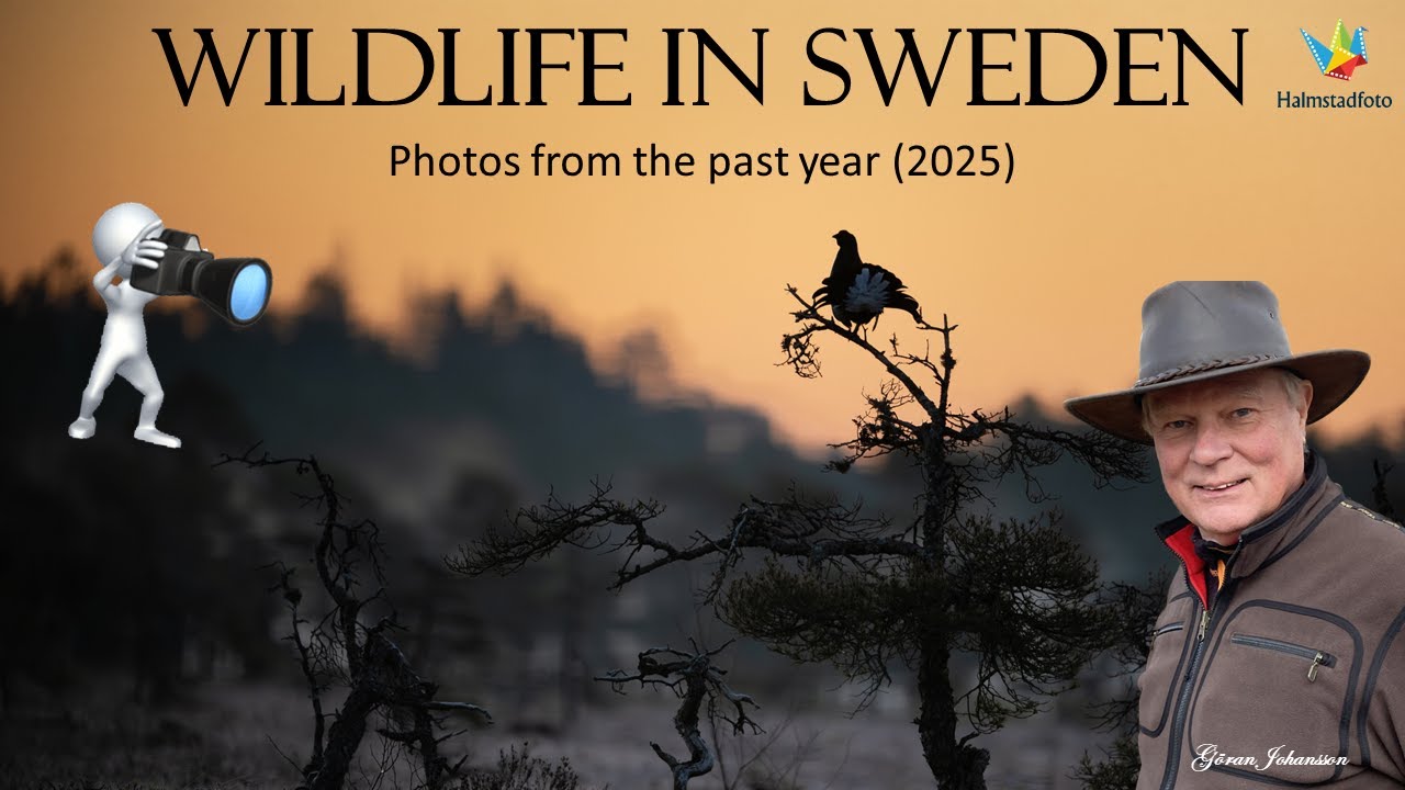 YouTube post by @Halmstadfoto for PGYTECH. Caption reads: WILDLIFE PHOTOGRAPHY II Bird photography. Photos....