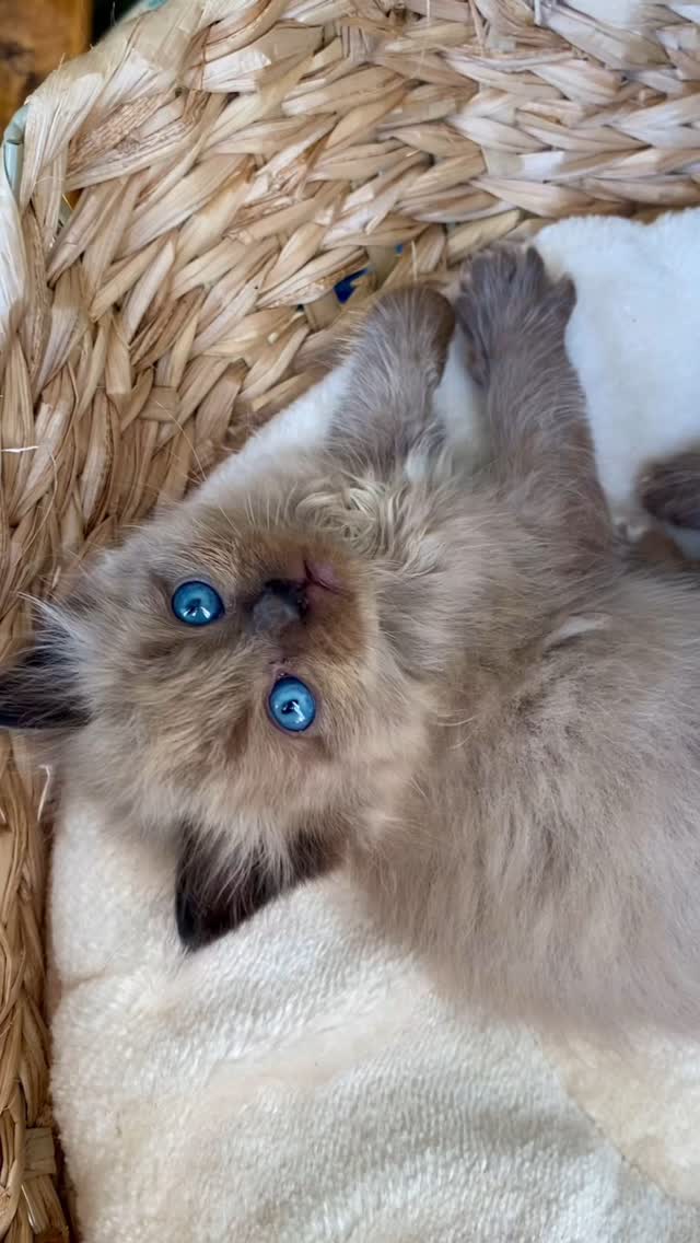 Instagram post by @atlas.phoebe.ragdolls for VanCatUK. Caption reads: Things I wish I knew when I had my first litter of....