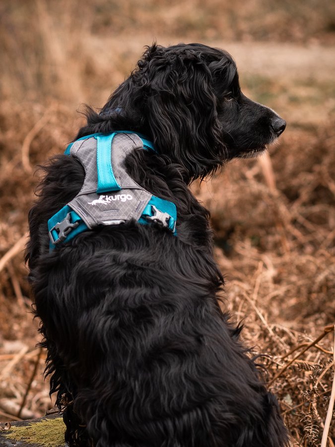 Instagram post by @roamingwithmyspaniels for Kurgo. Caption reads: [...] to school right about now 😂😅 Harness:....