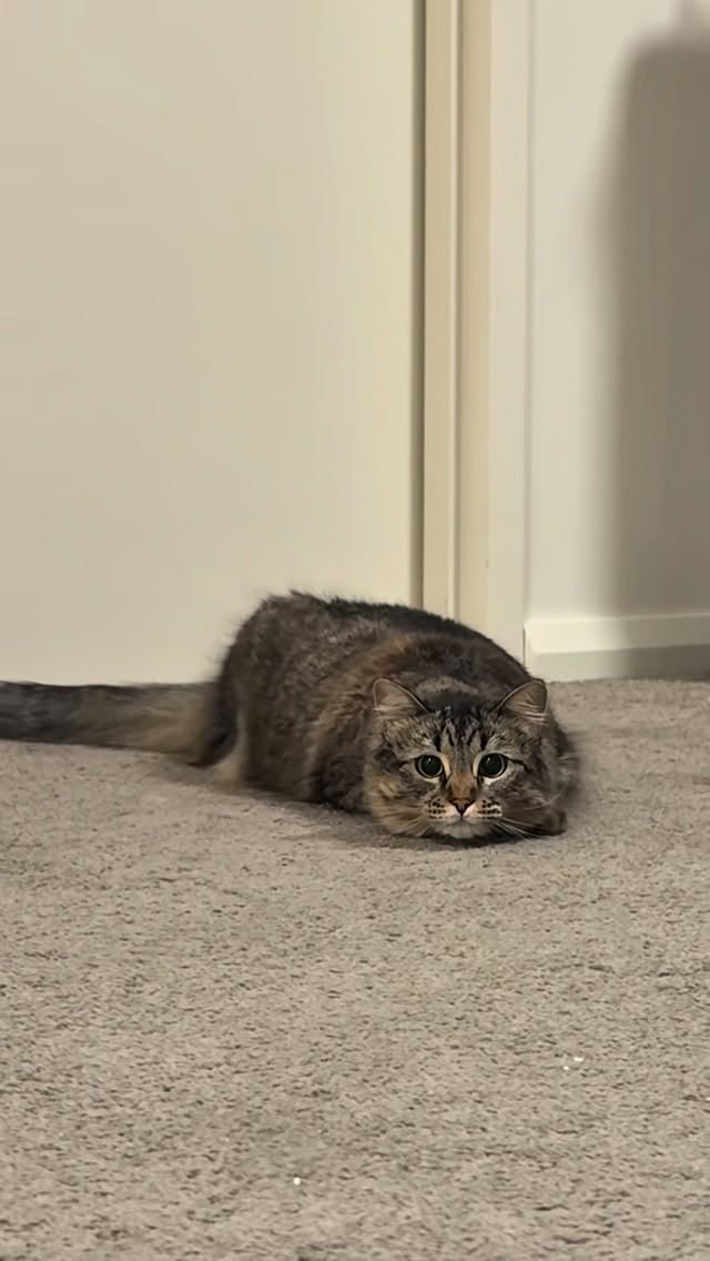 Instagram post by @lunaistabby for Cheerble. Caption reads: Mickey loves her new toy
Two Toys in One?! My Cats....