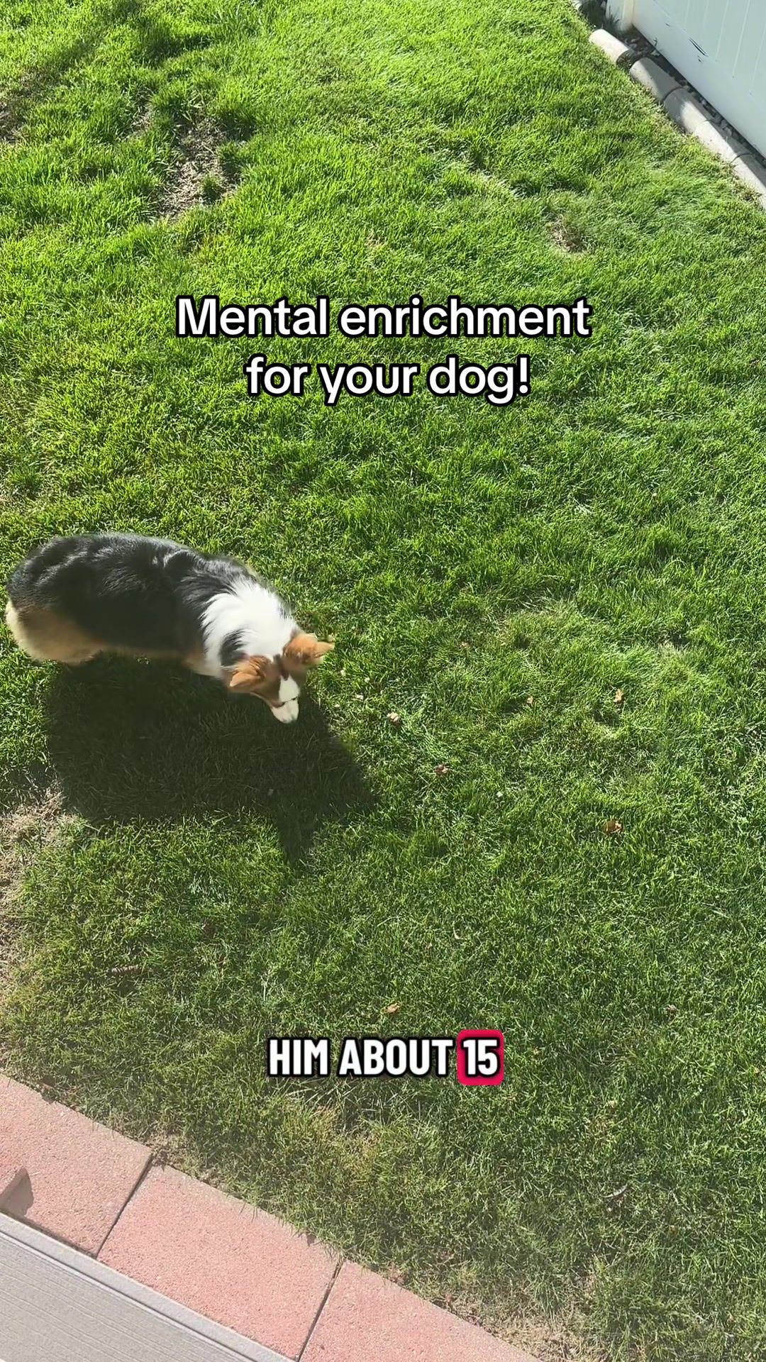 TikTok post by @walnutthefluffycorgi for Vital Essentials. Caption reads: [...] enrichment idea! Using treats from @Vital....