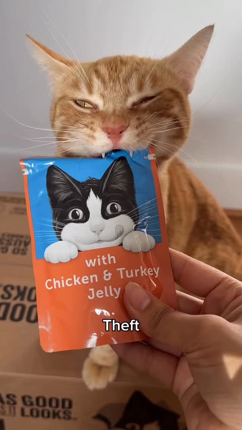 Instagram post by @dextheorangecat for Purina. Caption reads: [...] thought he could get away with stealing....