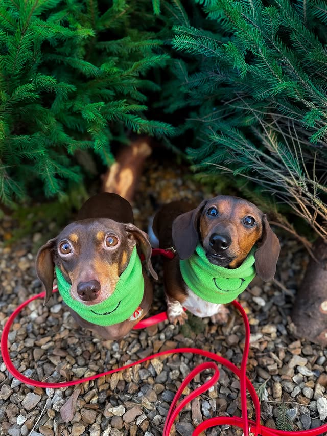 Instagram post by @doodlethedaxie for Happy Tails Hampers. Caption reads: [...] cookie for the occasion from....