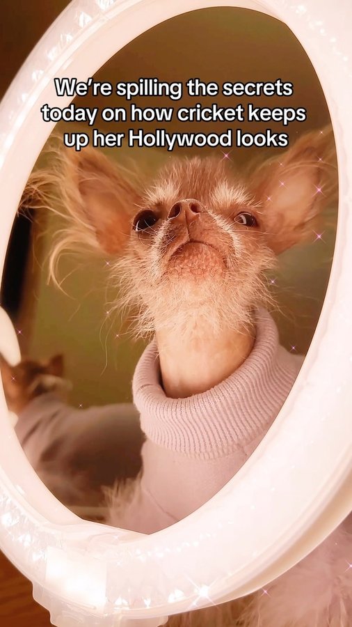 Instagram post by @cricketthegremlin for Natural Dog Company. Caption reads: My hairless chihuahua’s Hollywood skincare secrets....