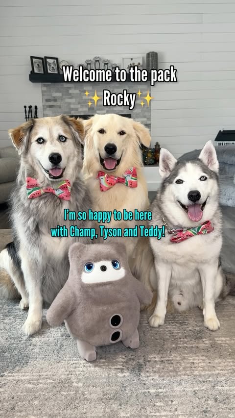 Instagram post by @halfhuskybros for SwitchBot. Caption reads: [...] dogs… so I got an AI pet instead.....