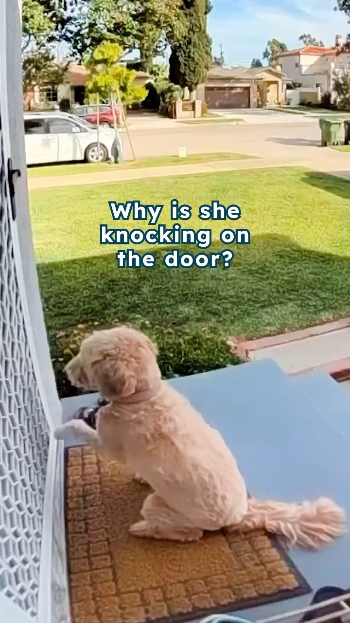 Instagram post by @thai.and.nicole for Petcube. Caption reads: This dog knocks on the door for the cutest....