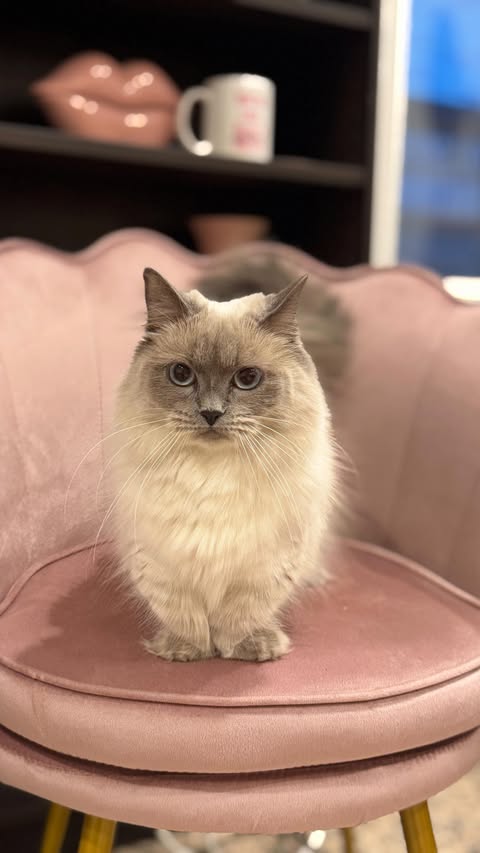 Instagram post by @sarapoptarts for Petlibro. Caption reads: Watching my cat’s dump schedule wasn’t how I....