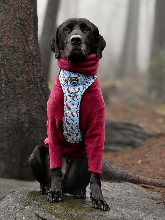 Instagram post by @thesausageandlabadventures for Hugo and Ted. Caption reads: [...] is double neck front leg fleece from....