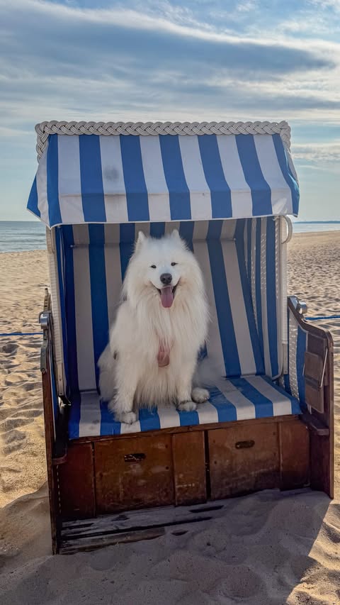 Instagram post by @wanderlust_samoyed for Tractive. Caption reads: [...] hot spots early on we use the @tractive....