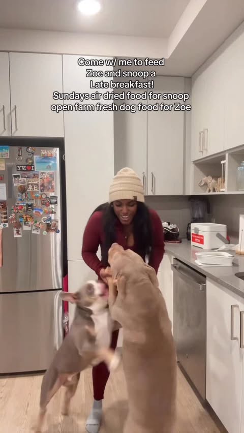 Instagram post by @zoeandtheboyz for Open Farm Pet. Caption reads: [...] HOUSE Zoe eats fresh food from @openfarmpet....