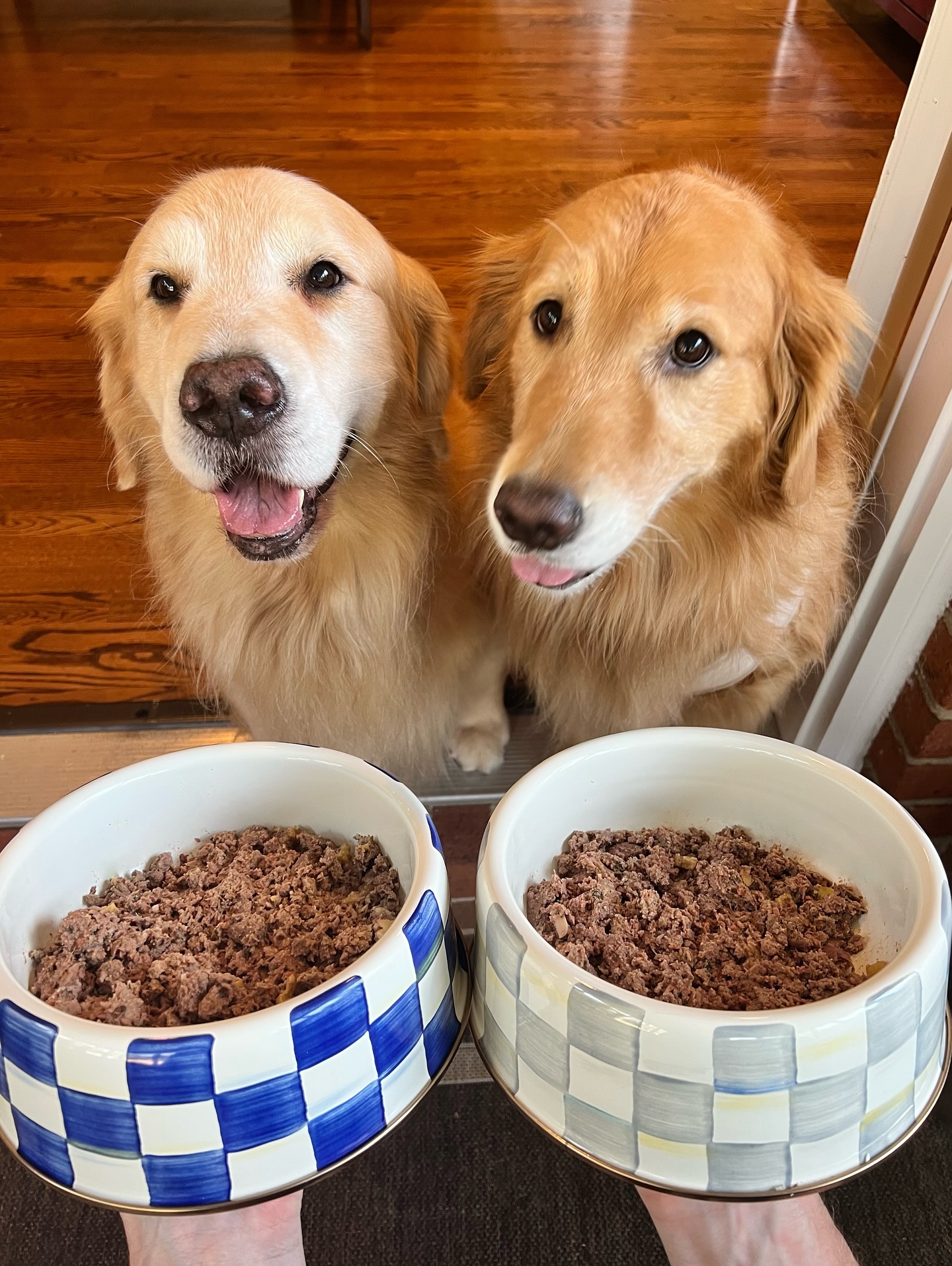Instagram post by @sundaythegoldenretriever for Darwin's Natural Pet Products. Caption reads: Darwin’s  is served! Only the best for these two....