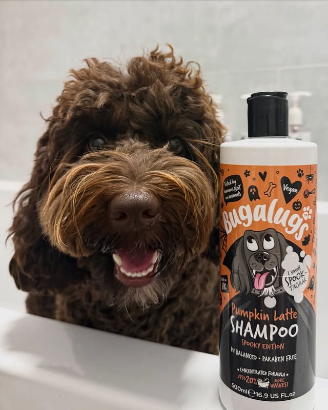 Instagram post by @rootheaussielabradoodle for Bugalugs Pet Care. Caption reads: [...] scent Pumpkin Latte is back at....