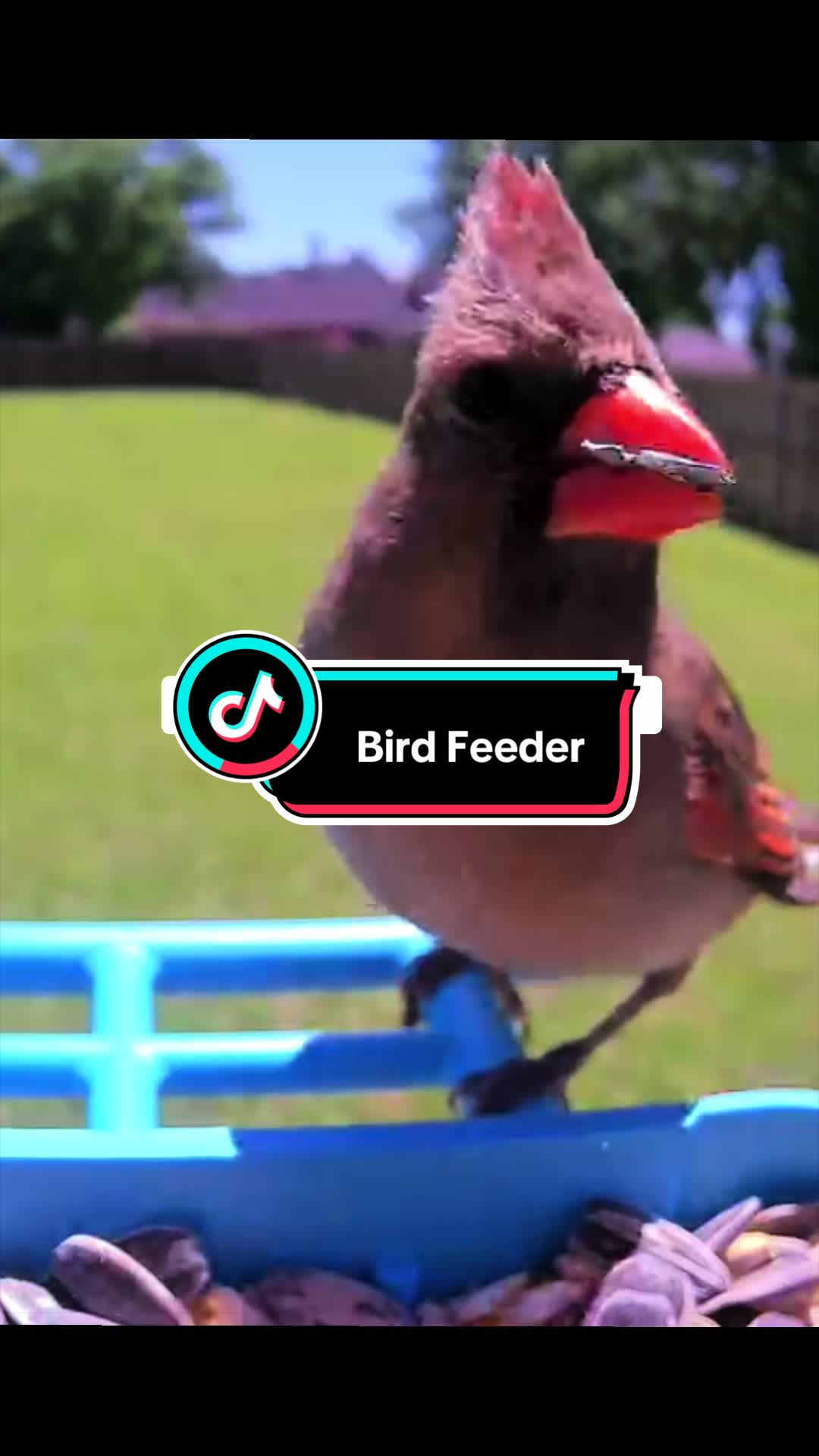 TikTok post by @theemptynestclub for Wyze. Caption reads: [...] #backyardbirds #tiktokshopcreatorpicks @Wyze....