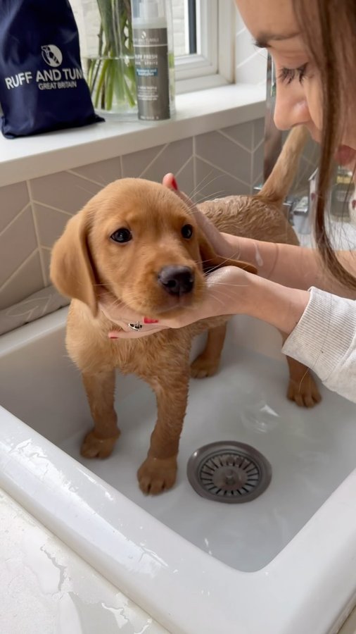 Instagram post by @youmeandt_ for Ruff and Tumble. Caption reads: [...] bath was a total success thanks to Ruff and....