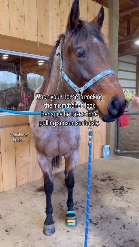 Instagram post by @doublezfarm for Scoot Boots. Caption reads: [...] time! Instead I just throw his....