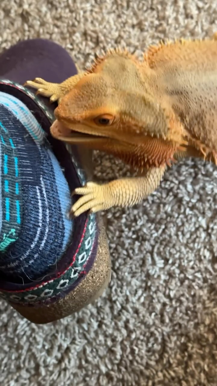 Instagram post by @whosagoodlizard for Smartwool. Caption reads: OMG, he wants to bite so bad… At least he has good....