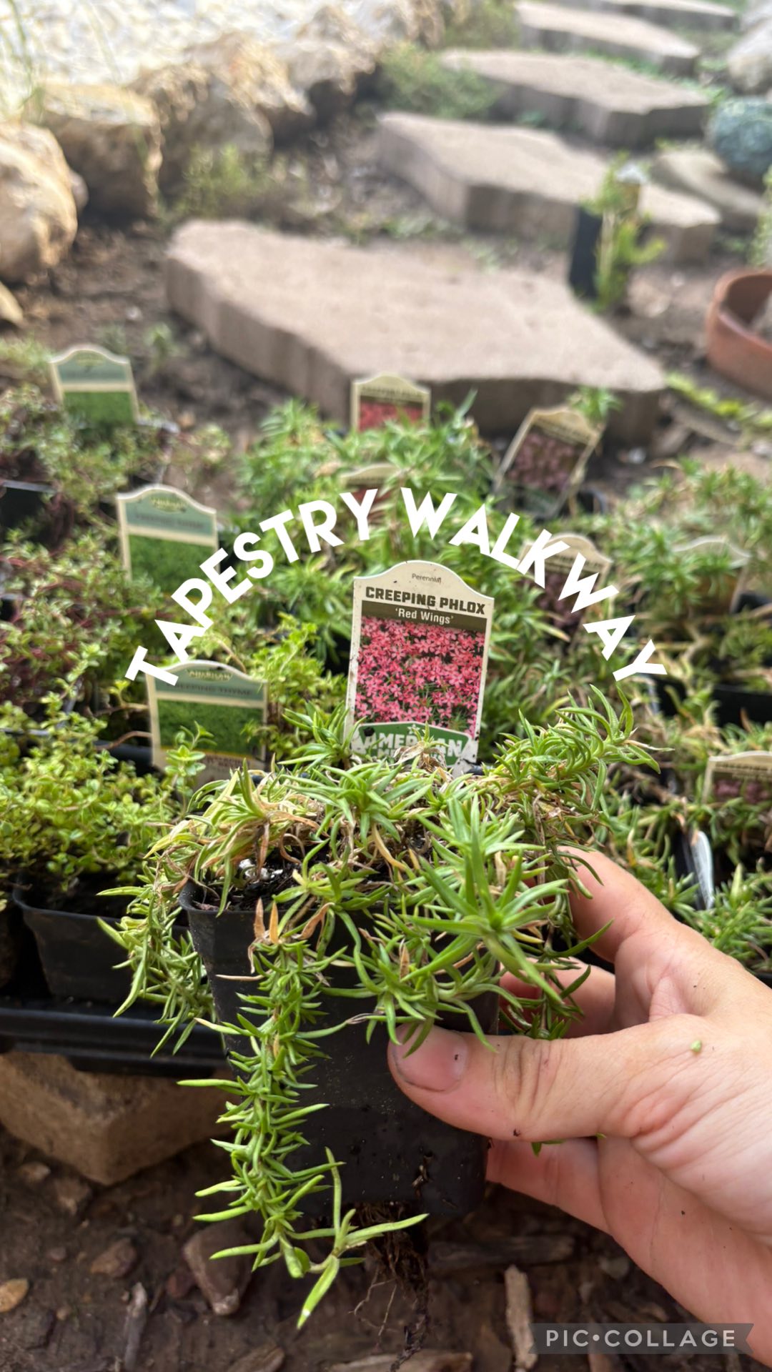 Instagram post by @whimsically_angie for American Meadows. Caption reads: Thanks to @AmericanMeadows, my living walkway is....