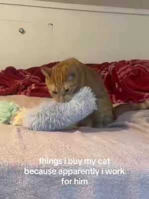 TikTok post by @adrianaschreffler for Potaroma. Caption reads: @Potaroma Pets #cattoys #catsoftiktok.