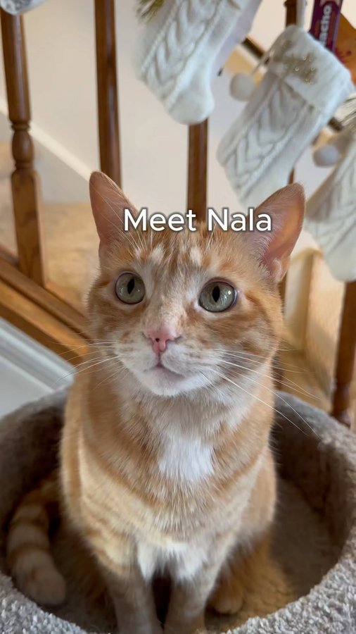 Instagram post by @nala.meetsworld for Made by Nacho. Caption reads: [...] cyber Monday sale to stock up on Made by....